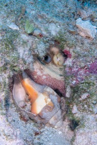 Bahamas 2023-65