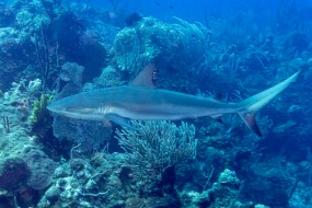 Bahamas 2023-8