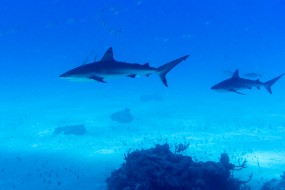 Bahamas 2023-95