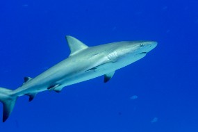 Bahamas 2023-96