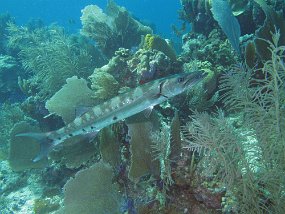 IMG_4127e