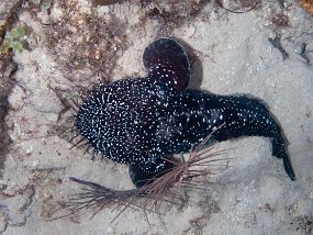 IMG_4350e