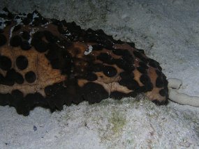 P3180658