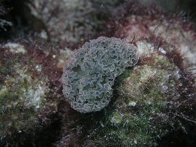 PB160116
