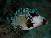 IMG_3471