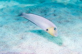 Bonaire 2019-101
