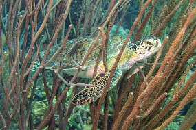 Bonaire 2019-112