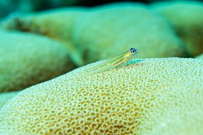 Bonaire 2019-117