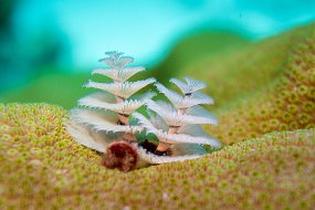 Bonaire 2019-119