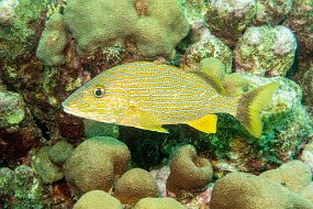 Bonaire 2019-123