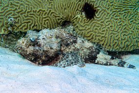 Bonaire 2019-128