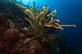 Bonaire 2019-139