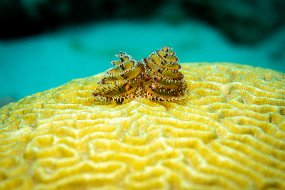 Bonaire 2019-14