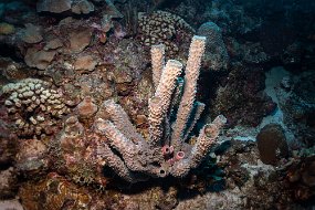 Bonaire 2019-140