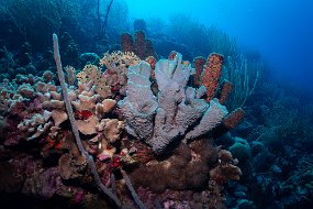 Bonaire 2019-141