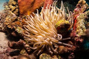 Bonaire 2019-142