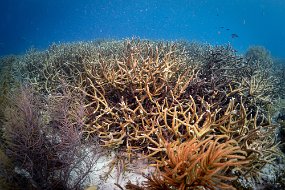 Bonaire 2019-146