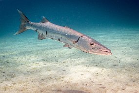 Bonaire 2019-150