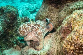 Bonaire 2019-152