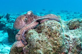 Bonaire 2019-154
