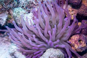 Bonaire 2019-162