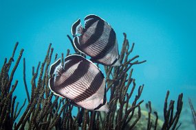 Bonaire 2019-164