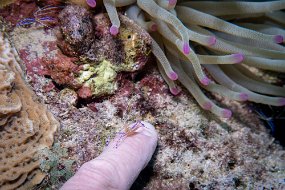 Bonaire 2019-165