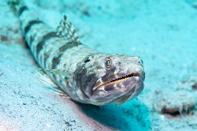 Bonaire 2019-171