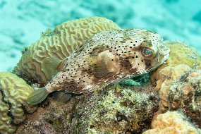 Bonaire 2019-172