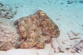Bonaire 2019-179