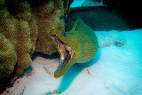 Bonaire 2019-18