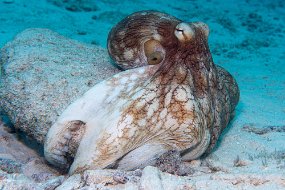 Bonaire 2019-183