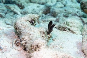 Bonaire 2019-186