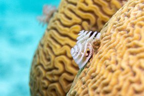 Bonaire 2019-190