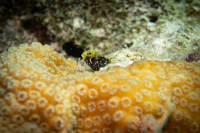 Bonaire 2019-195