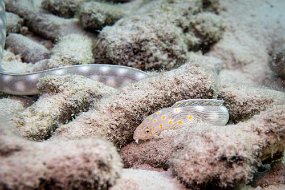 Bonaire 2019-199