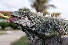 Bonaire 2019-205