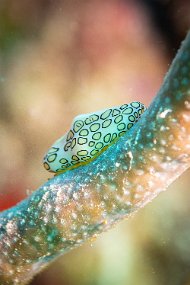 Bonaire 2019-22