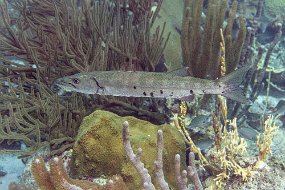 Bonaire 2019-221