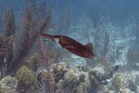 Bonaire 2019-225