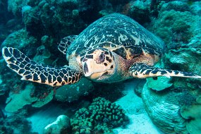 Bonaire 2019-227
