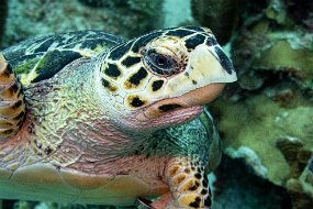 Bonaire 2019-229