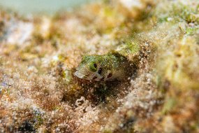 Bonaire 2019-235