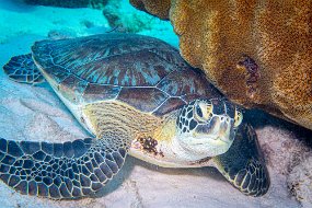 Bonaire 2019-24