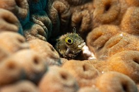 Bonaire 2019-242
