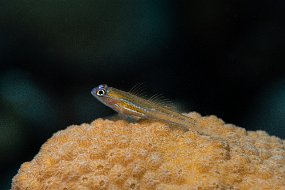 Bonaire 2019-245