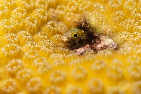 Bonaire 2019-247