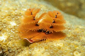Bonaire 2019-249