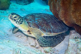 Bonaire 2019-25