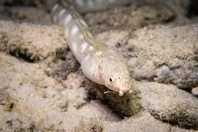 Bonaire 2019-256
